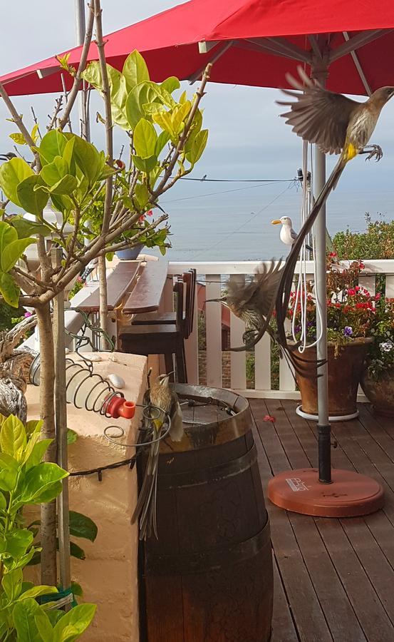 Belle Vue Guesthouse Hermanus Exteriér fotografie